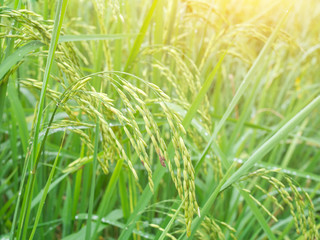 Green paddy rice background. ear of paddy