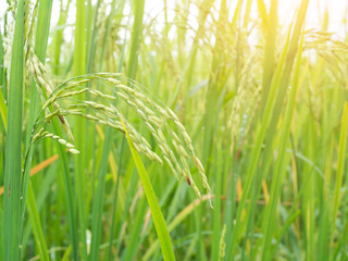 Green paddy rice background. ear of paddy