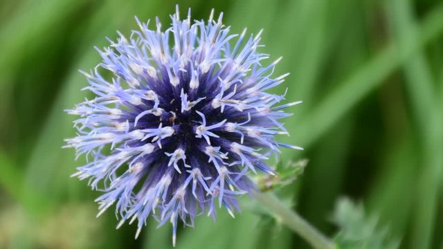 Beautiful pirple flowers in the garden