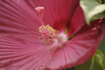 pink hibiscus stamen