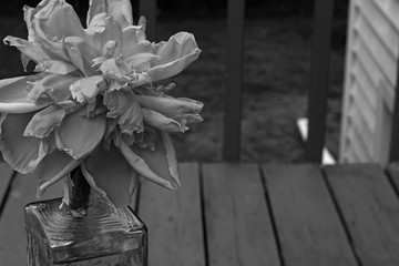 Black and white of Peony in vintage vase - selective focus