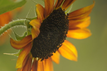 sunflower side close