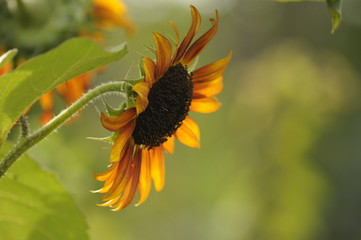sunflower on the side