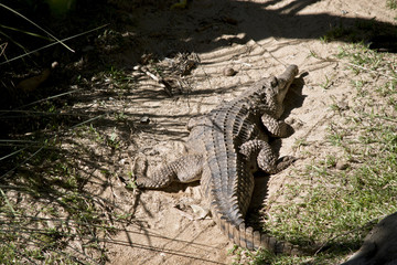 fresh water crocodile