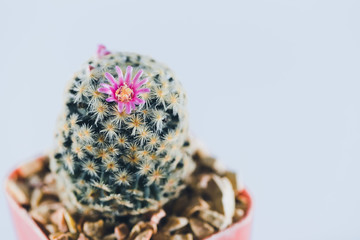 Small cactus in plastic pot on white background. Selective focus. Vintage tone