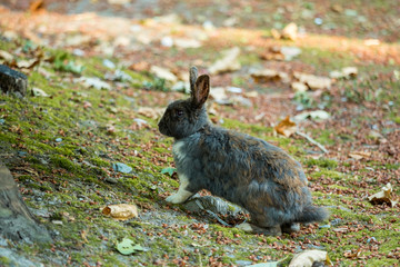 portrait of grey rabbit standing on the ground near a tree