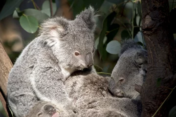 Papier Peint photo Lavable Koala koala joeys cuddling