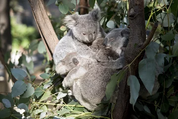 Crédence de cuisine en verre imprimé Koala koala joeys cuddling