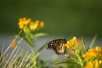 little butterfly
