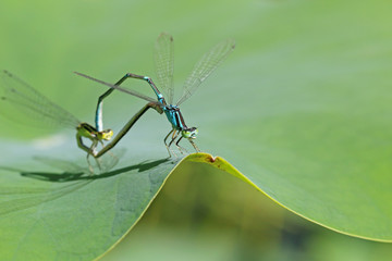 オオイトトンボ　-Paracercion sieboldii-
