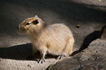 capybara