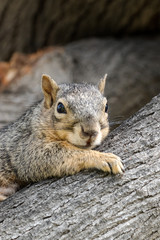 Eastern Fox Squirrel, Fox Squirrel, Bryant's Fox Squirrel - Sciurus niger