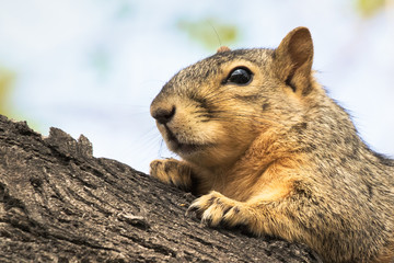 Eastern Fox Squirrel, Fox Squirrel, Bryant's Fox Squirrel - Sciurus niger