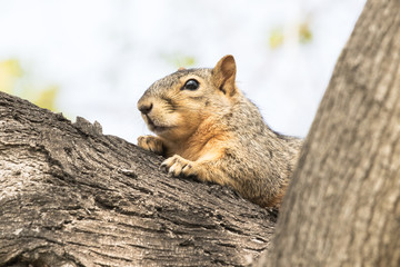 Eastern Fox Squirrel, Fox Squirrel, Bryant's Fox Squirrel - Sciurus niger