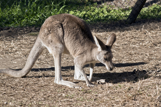 eastern grey joey kangaroo
