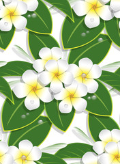 yellow plumeria flower pattern seamless on white background