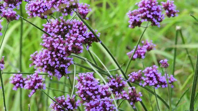Beautiful pirple flowers in the garden