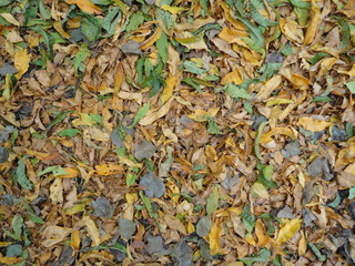 Otoño