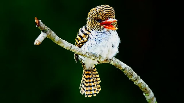 female Banded Kingfisher standing on the branch (Lacedo pulchella)