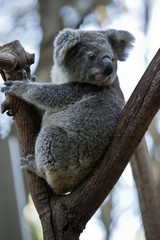 an Australian  koala