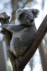 Crédence de cuisine en verre imprimé Koala an Australian  koala