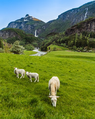 Pastoral Flam Valley Norway, sheep, waterfalls, a scandinavian smorgasbord