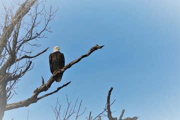 Eagle watching over