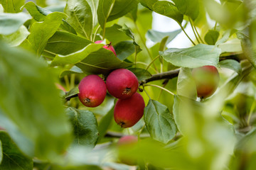 couple red plum on the tree in the shade