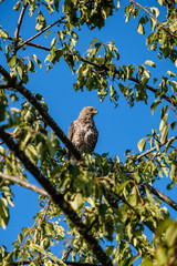 small brown falcon resting on the tree branch under the blue sky