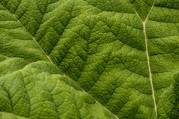 big green leaf texture with detailed vein
