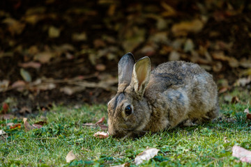 cute brown rabbit with big eyes eating grass in the shade