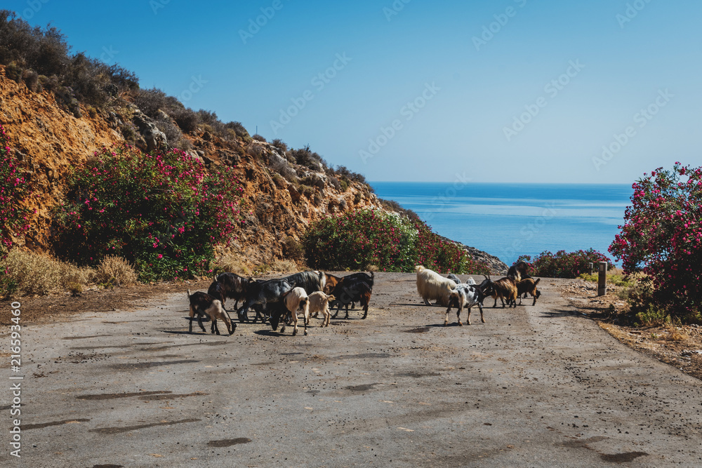 Sticker goat in crete