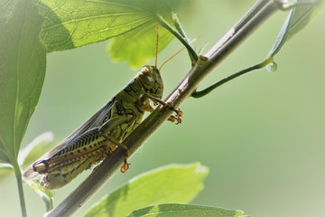Grasshopper resting on a plant