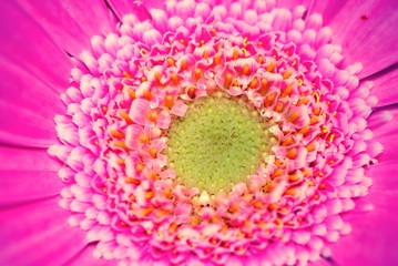 micropink 