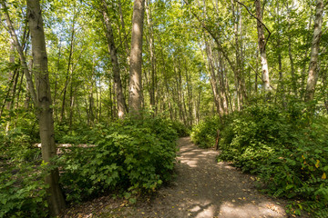 dirt paved path inside rush forest in a sunny day in the summer