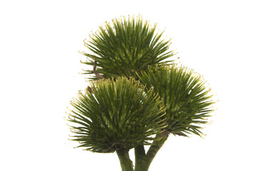 spiny flower isolated on white background