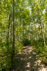 dirt paved path inside rush forest in a sunny day in the summer