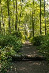 trail in the forest blocked by a fallen tree.