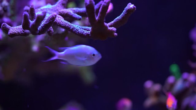 chromis fish under a montipora sps coral