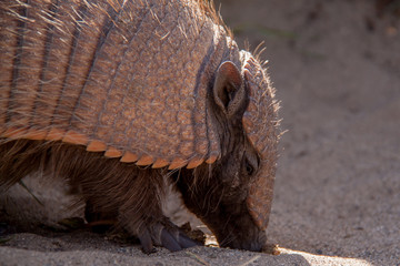 Armadillo (1)