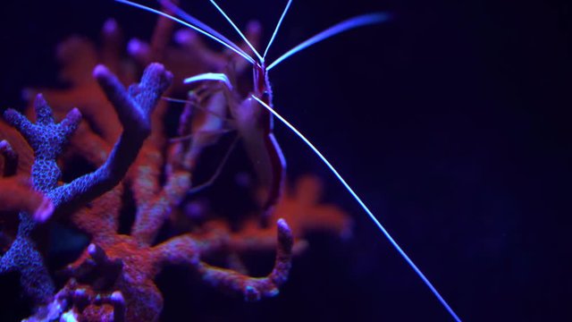 doctor shrimp on a reef