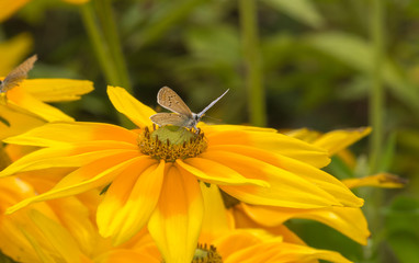 Adonis butterfly taking a break on a yellow island