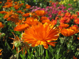 Цветы Ноготки 