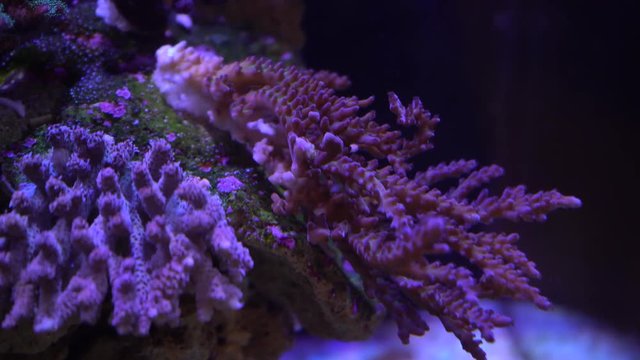 acropora coral on a reef