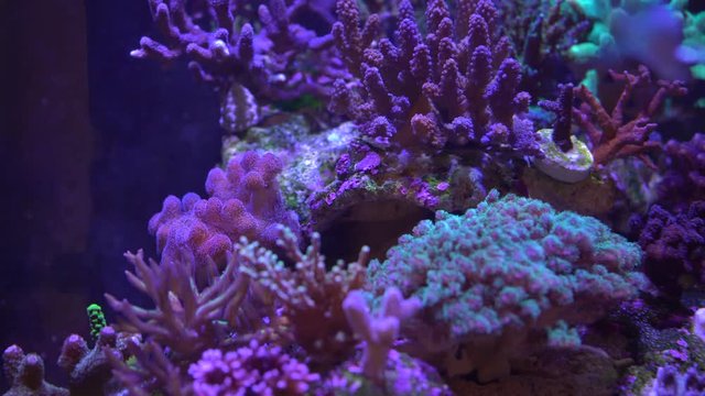 reef with coral life and fishes