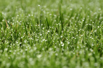 Grass