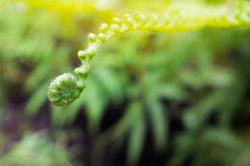 Close up fern leaves
