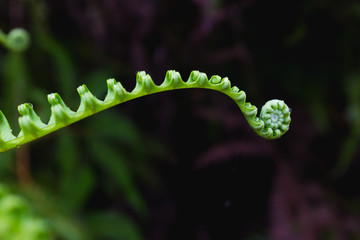 Close up fern leaves