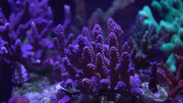 acropora coral on a reef