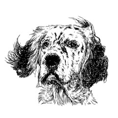 English setter
